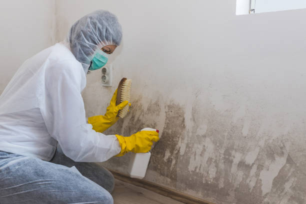 Reliable College, AK Mold Remediation Solutions