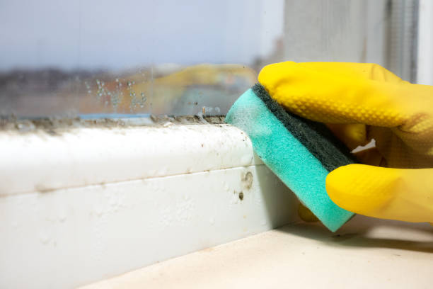 Best White Mold Remediation in College, AK