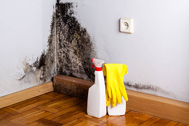 Best Post-Flood Mold Remediation in College, AK